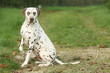 Dalmatien