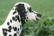 Dalmatien