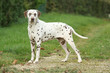 Dalmatien