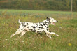 Dalmatien en course
