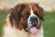 Saint Bernard