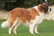 Saint Bernard