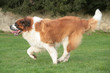 Saint Bernard en course