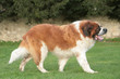 Saint Bernard trottant