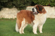 Saint Bernard