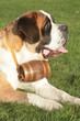 Saint Bernard