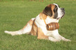 Saint Bernard