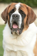 Saint Bernard