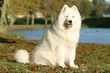 Samoyede