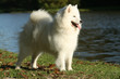 Samoyede