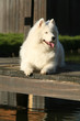 Chien sur un ponton