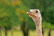 A curious ostrich