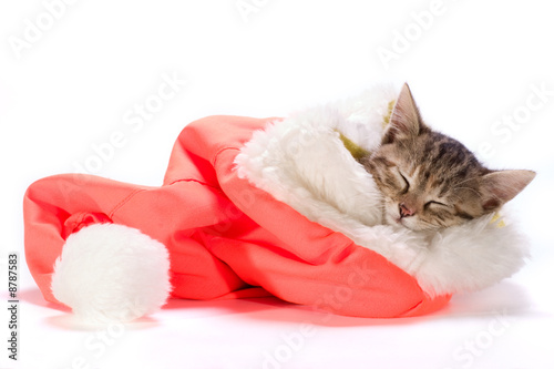 Photo: sleeping kitten sleeping kitten
