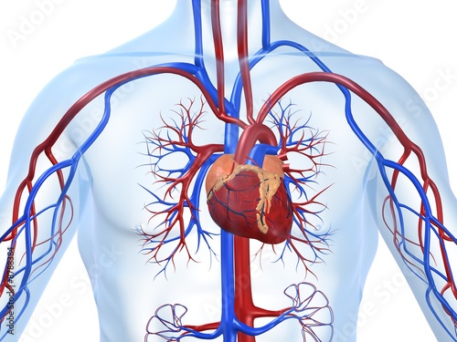 Illustration: cardiovaskuläres system cardiovaskuläres system