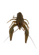 One crayfish