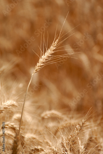 Photo: Ripe Wheat Detail With Extreme Selective Focus Ripe Wheat Detail With Extreme Selective Focus