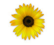 tournesol