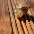 escargot escargot