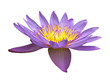 fleur de nymphéa sur fond blanc fleur de nymphéa sur fond blanc