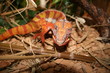 cameleon cameleon