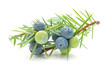 Juniperus berries