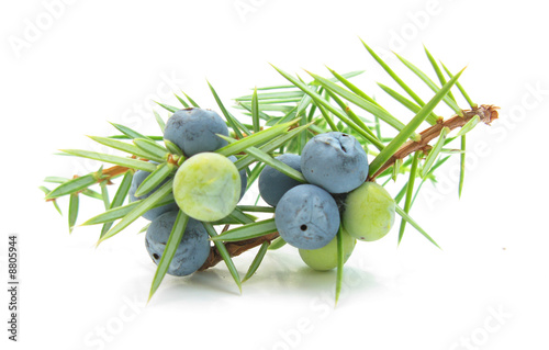 Juniperus berries