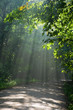 Ground road crossing old deciduous forest with beams of light Ground road crossing old deciduous forest with beams of light
