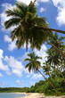 Tropical Dream Beach Paradise of the South Pacific,Fiji