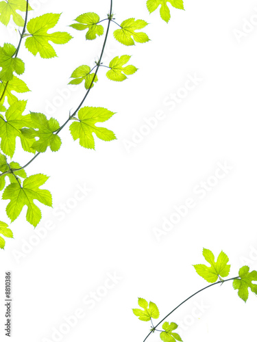 Green leaves background