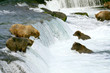 Grizzly bears fishing for salmon, Katmai NP, Alaska