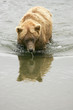 Grizzly bears fishing for salmon,  Katmai NP, Alaska