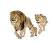 Lion's family in front of a white background