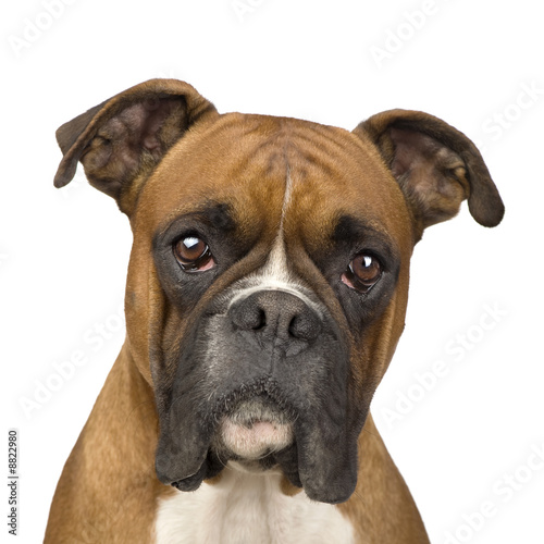Boxer (2 years) in front of a white background