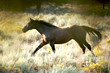 Beautiful Brown Horse Running in the Wild