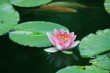 Nenuphar rose