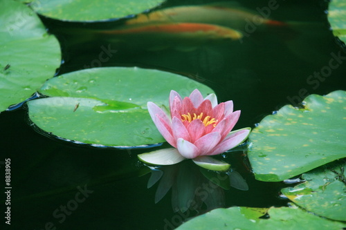 Nenuphar rose
