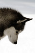 Photo: husky husky