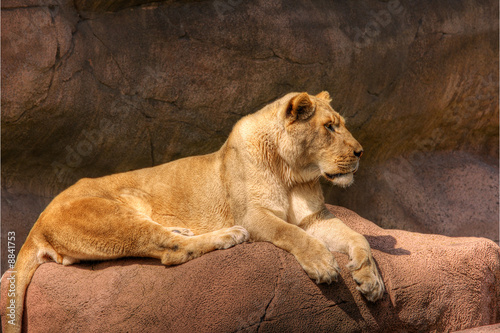 Foto: High dynamic range image of a lioness basking on a rock. High dynamic range image of a lioness basking on a rock.
