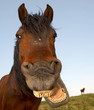 Horse with a sense of humor.