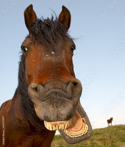 Horse with a sense of humor.