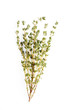 thyme