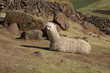 Lama