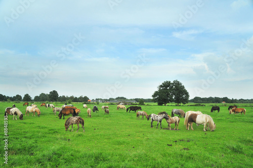 Photo: American mini horses in green landscape American mini horses in green landscape