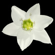 fleur de lys sur fond noir