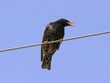 Singing Starling