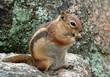 Chipmunk