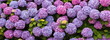 hortensias