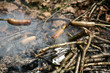 Lagerfeuer