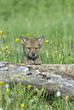 Timber wolf cub, photographed near his den in Montana Timber wolf cub, photographed near his den in Montana