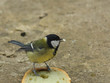 Mésange